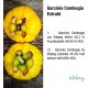 Гарциния Камбоджа x 90 капсули ВИТАБЕЙ | Garcinia Cambogia Extrakt x 90 caps VITABAY