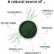 Био Спирулина + Хлорела капсули x 240 бр ВЕГАВЕРО | Bio Spirulina + Bio Chlorella caps x 240 VEGAVERO 